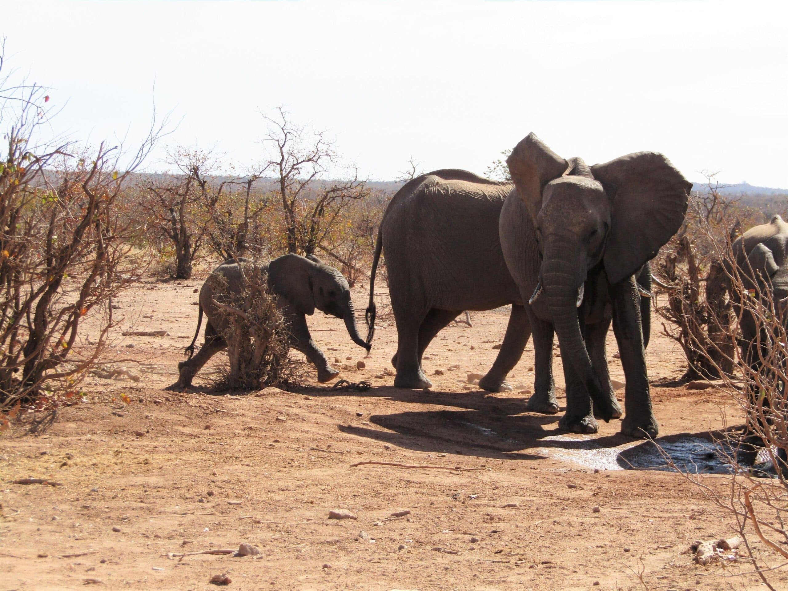 Best Animal Volunteer Projects Abroad