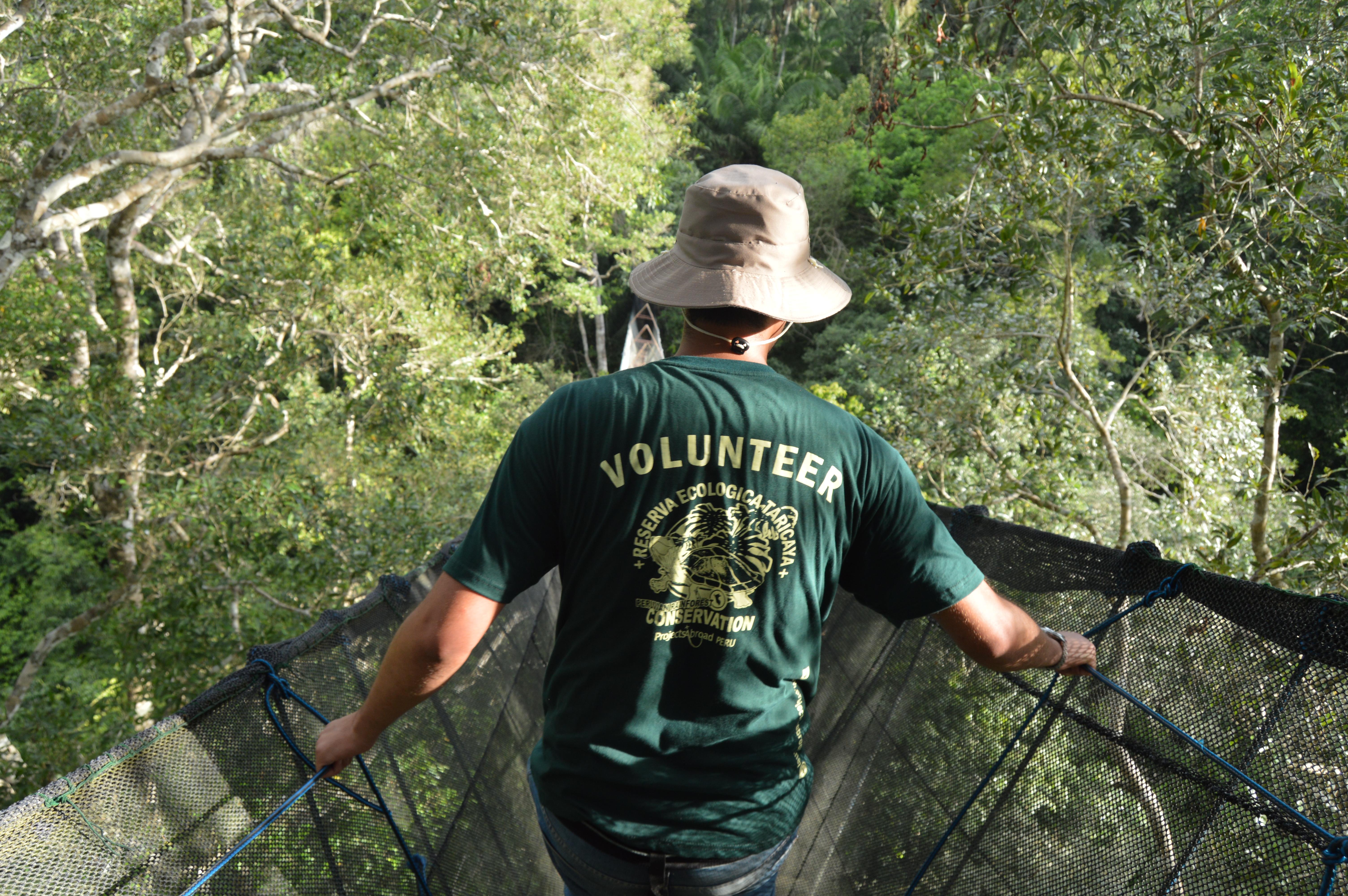 An older volunteer in the Amazon Rainforest, Peru walks across the tallest canopy walkway in South America.  A Projects Abroad older volunteer participates in a wildlife survey in Peru from the tallest canopy walkway in South America.