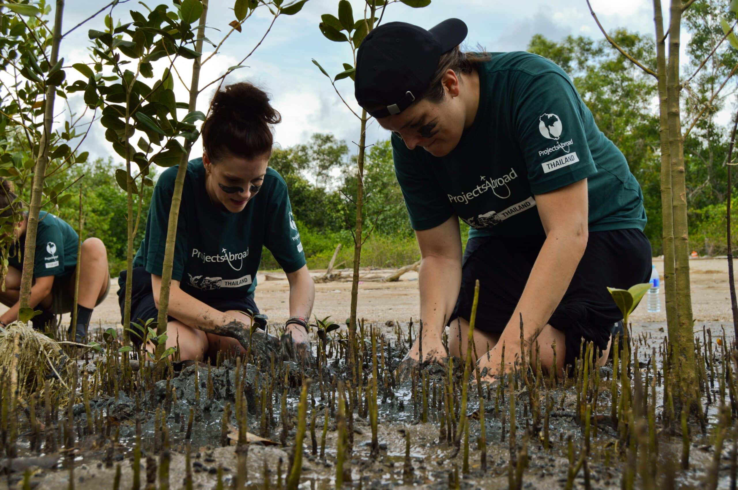 Short term volunteers abroad dig up mangroves to transplant them in Thailand Conservation volunteers carefully dig up mangrove roots