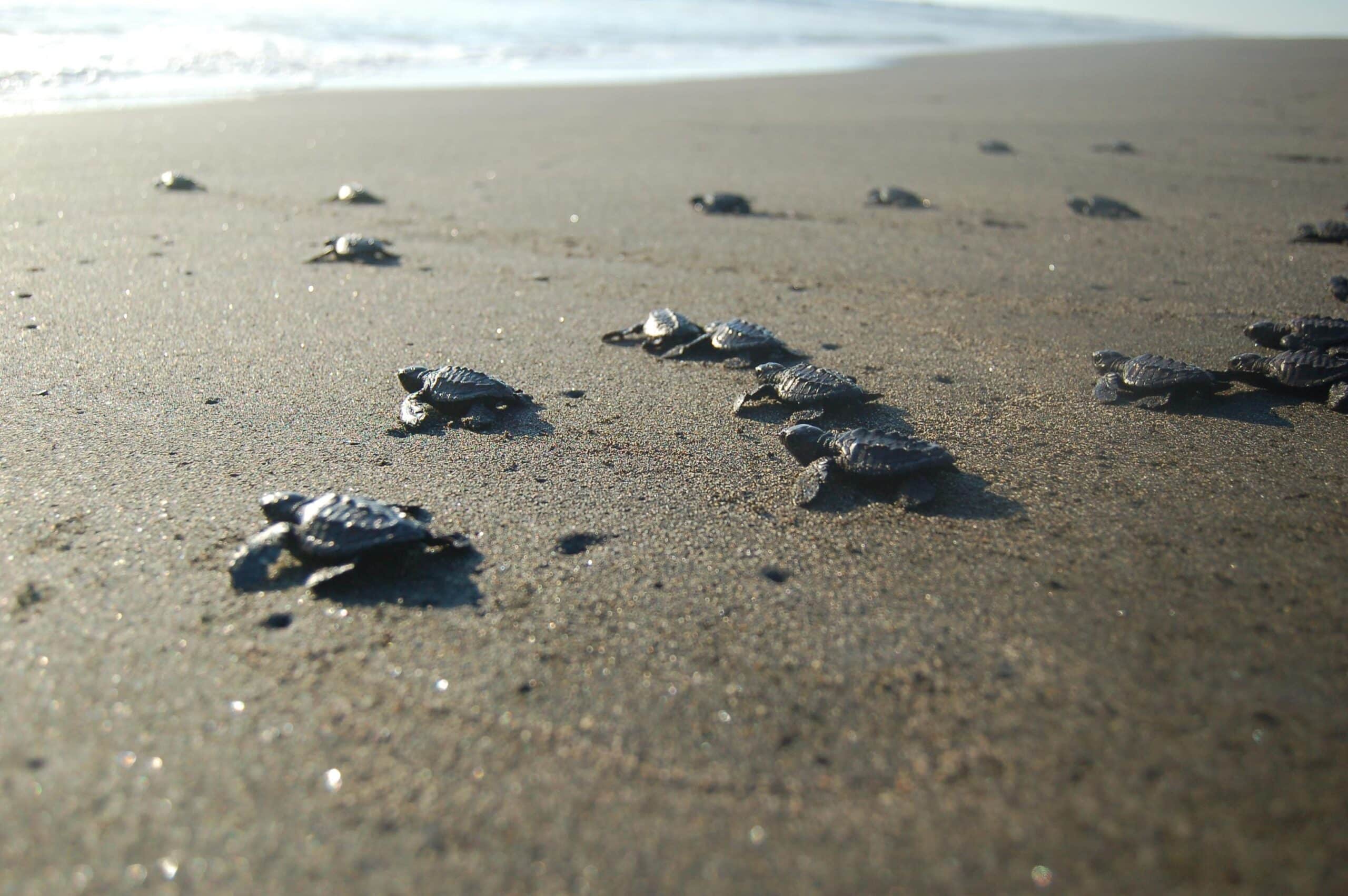 How can we help save sea turtles from plastic pollution?