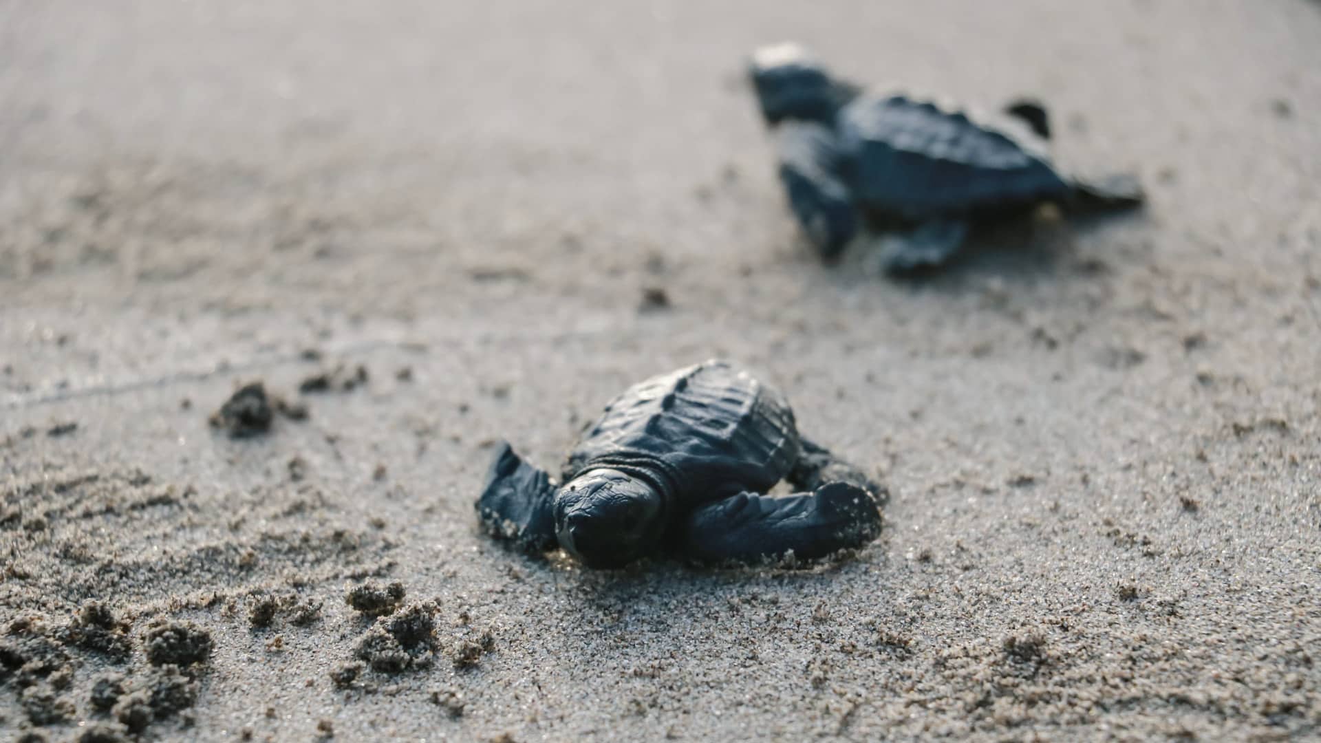 Conservation Volunteer Work in Mexico for Teenagers - Image 3