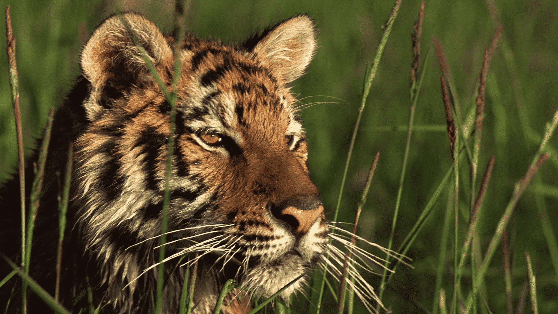Rhino Conservation in Nepal - Image 4