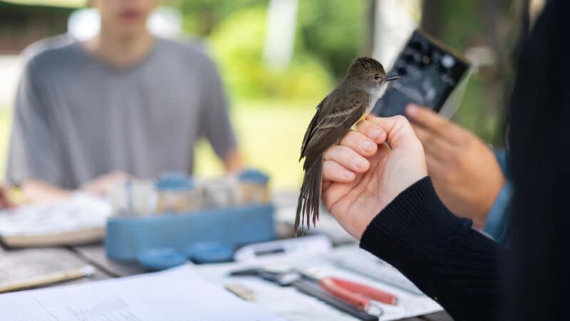 Rainforest Conservation in Peru for Teenagers - Image 8