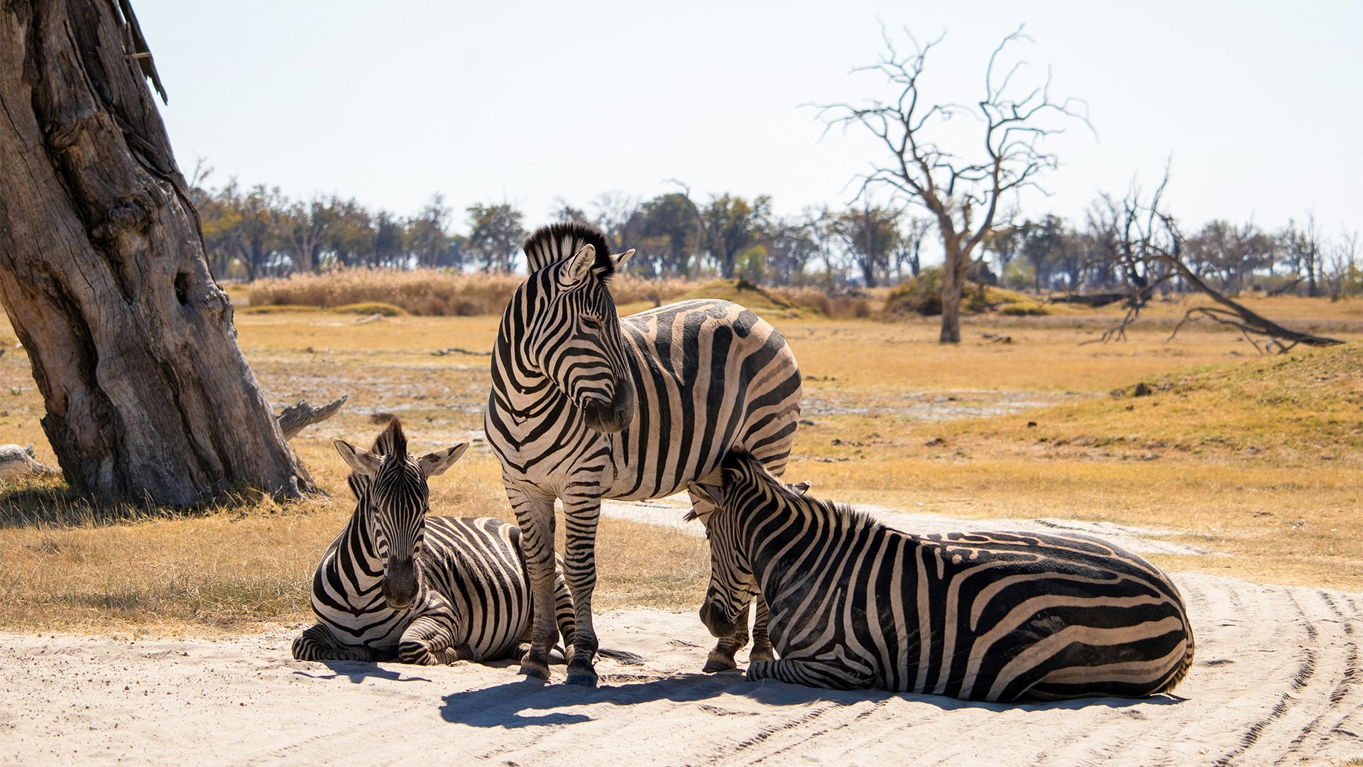 Botswana Zebras