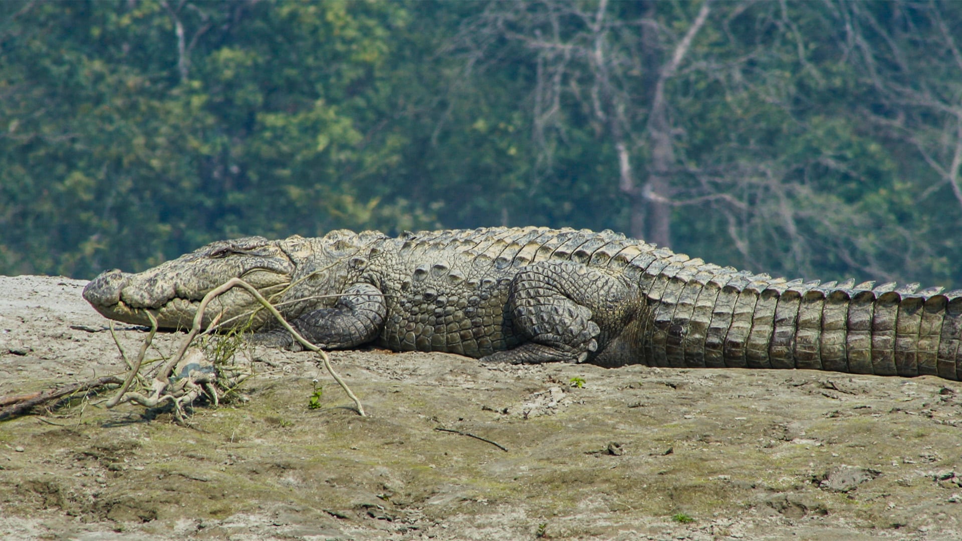 Rhino Conservation in Nepal - Image 7