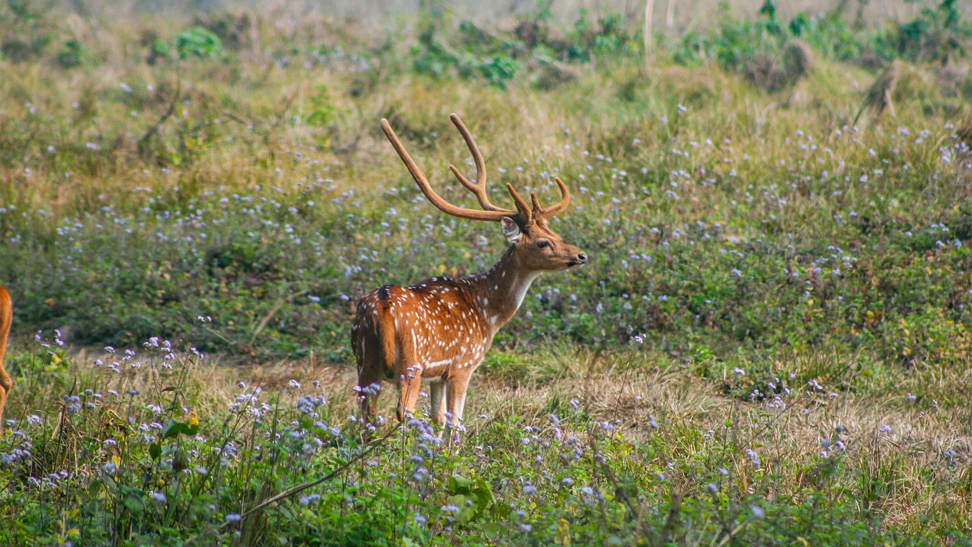Rhino Conservation in Nepal - Image 9