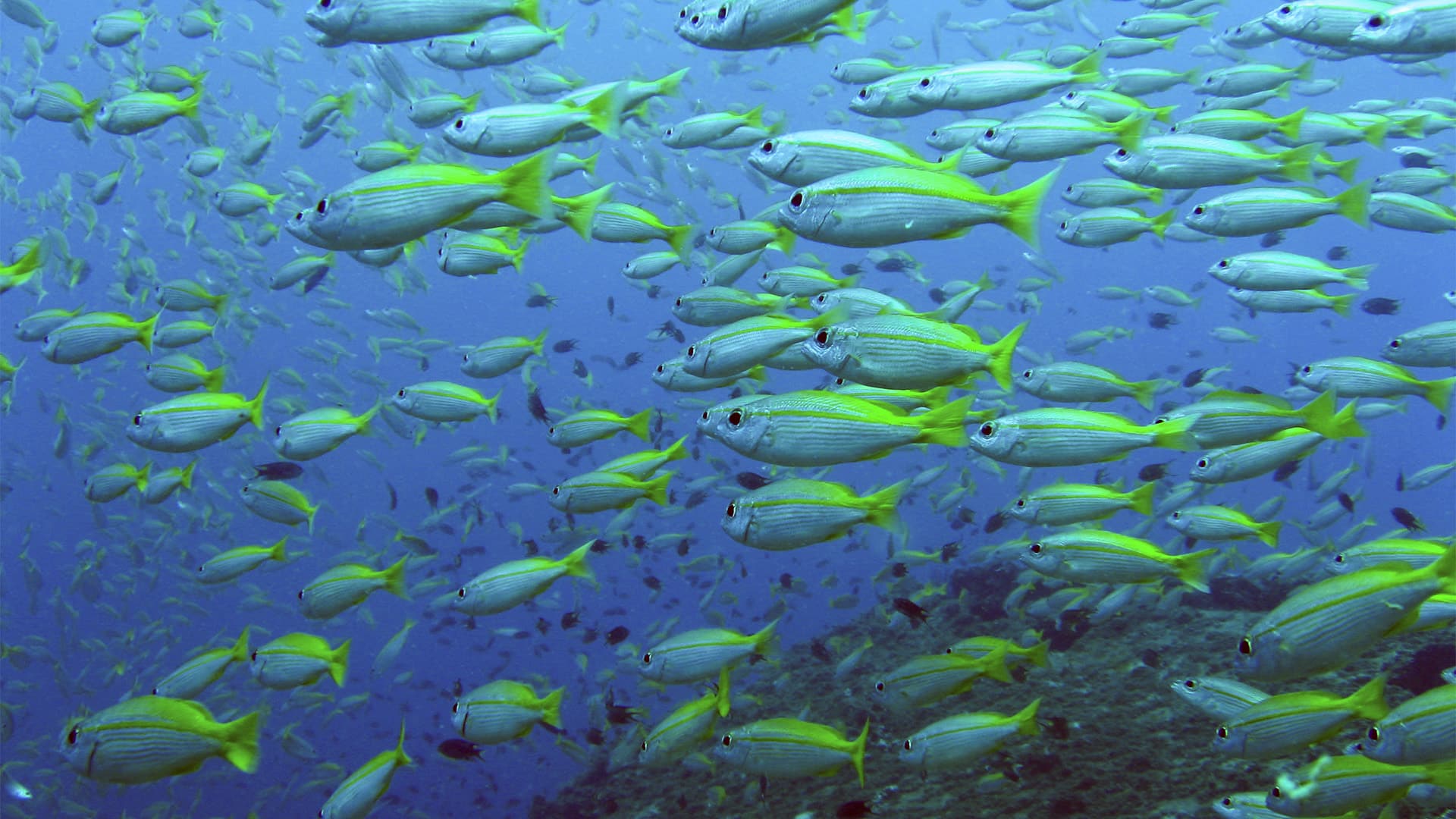 Fish in Thailand