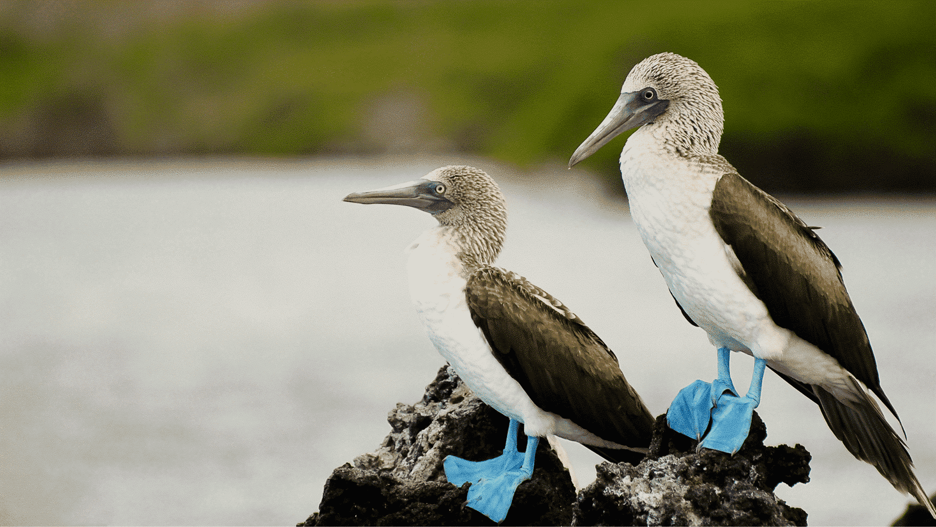 Giant Tortoise & Sea Lion Conservation in the Galapagos Islands - Image 6