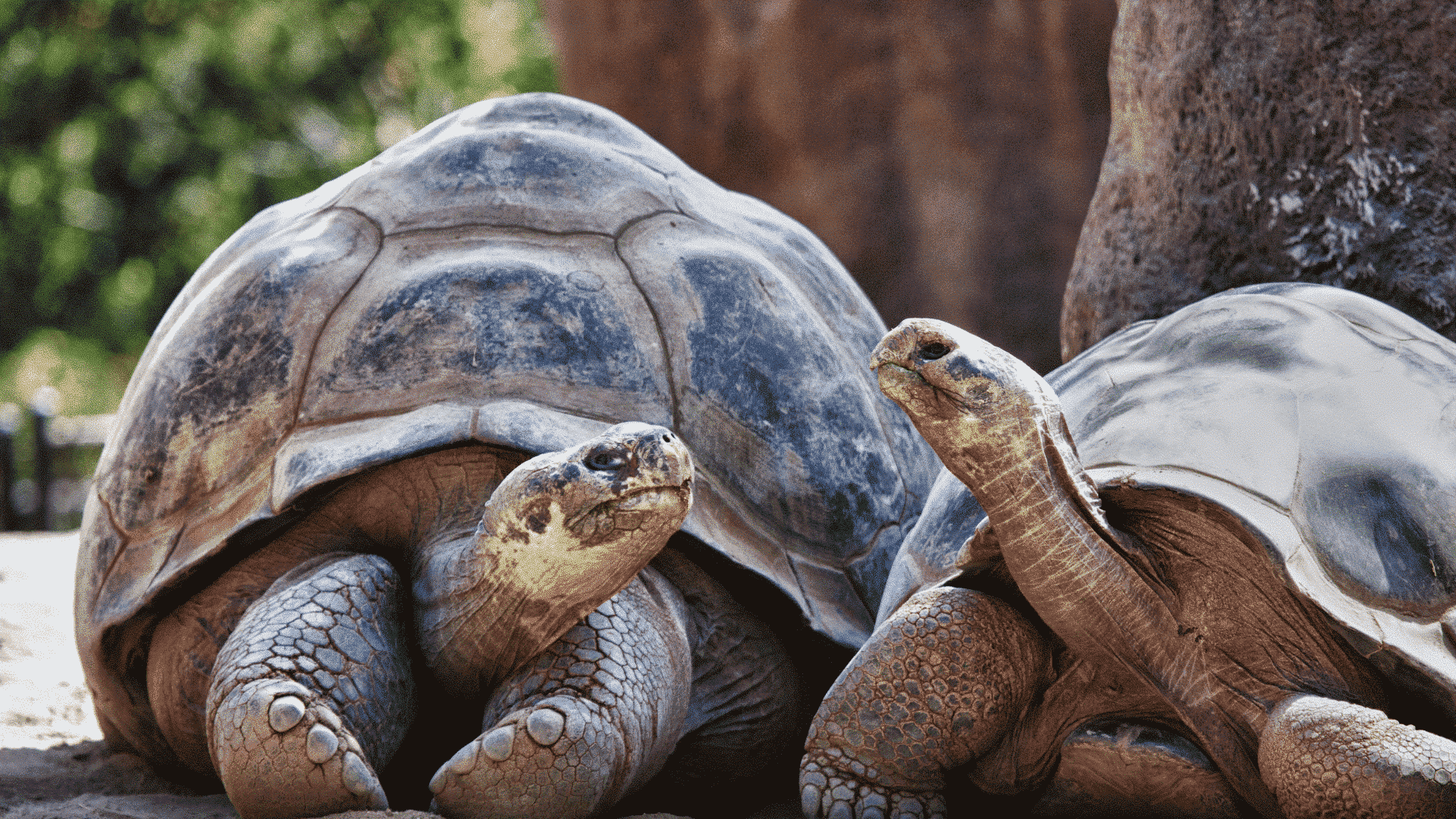 Giant Tortoise & Sea Lion Conservation in the Galapagos Islands - Image 4