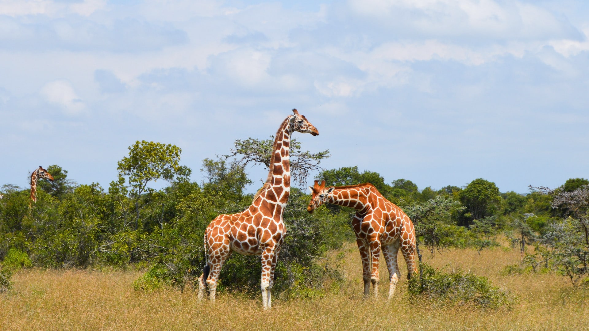 Giraffes in Kenya