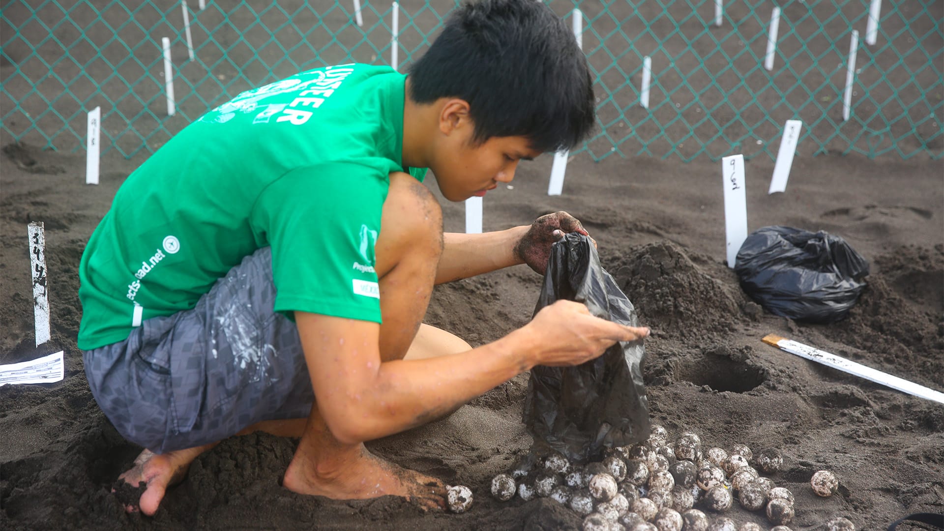 Sea Turtle Conservation in Mexico - Image 2