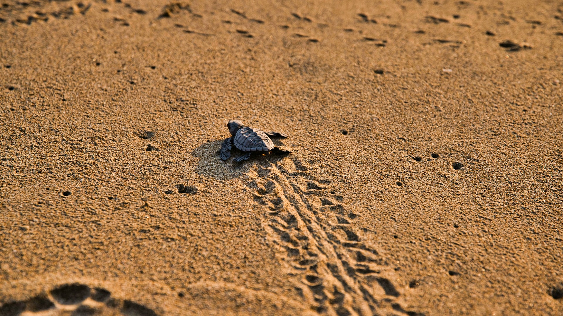 Mexico Sea Turtle