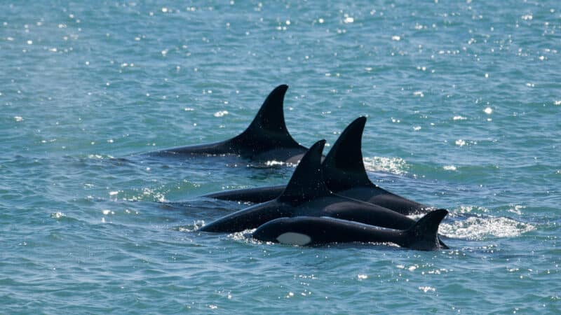 Whale and Puma Conservation in Patagonia, Argentina - Image 7