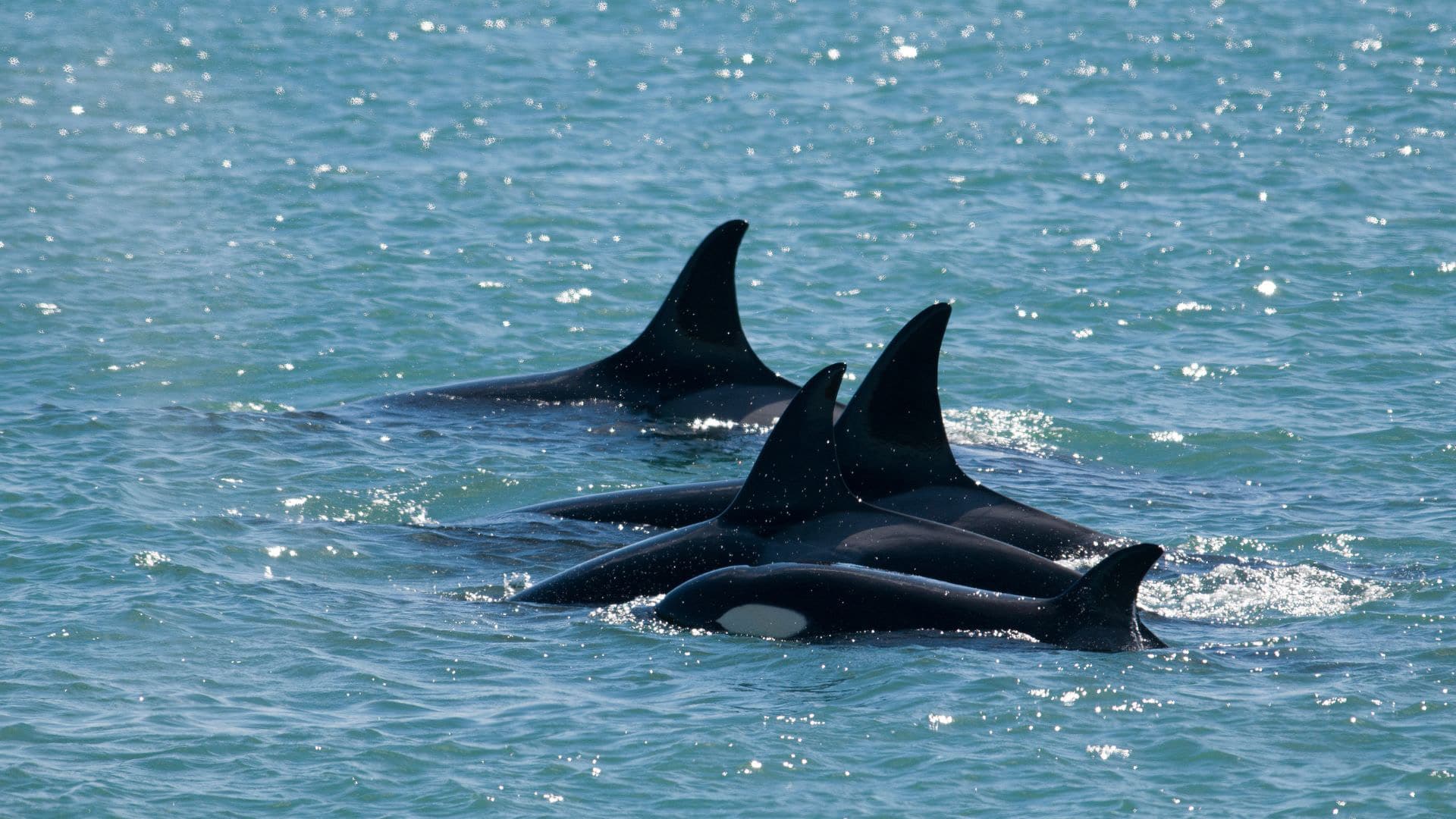 Whale and Puma Conservation in Patagonia, Argentina - Image 7