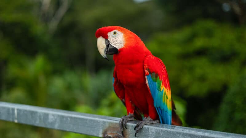 Rainforest Conservation in Peru for Teenagers - Image 3