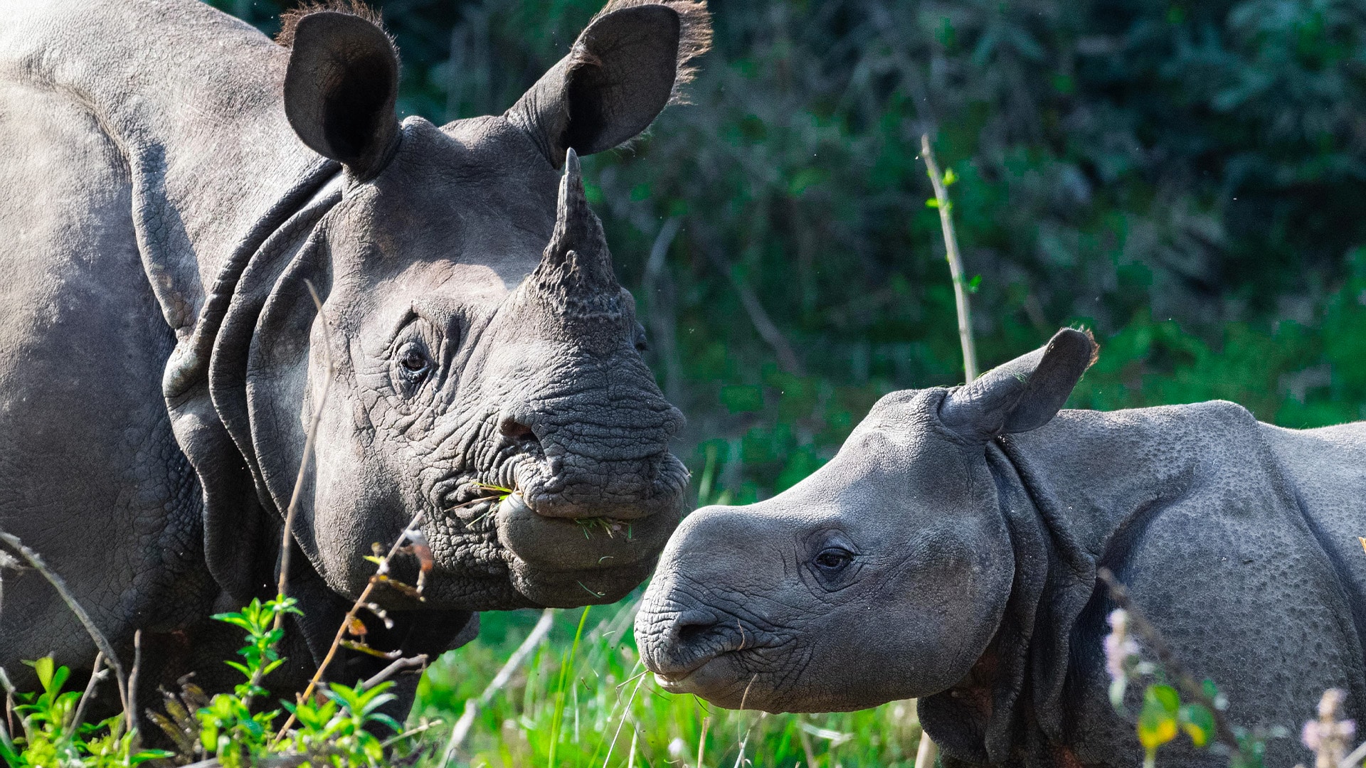 Rhinos in Nepal