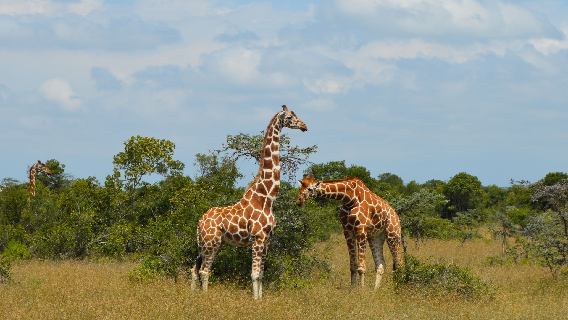 Conservation Volunteer Work in Kenya - Image 2
