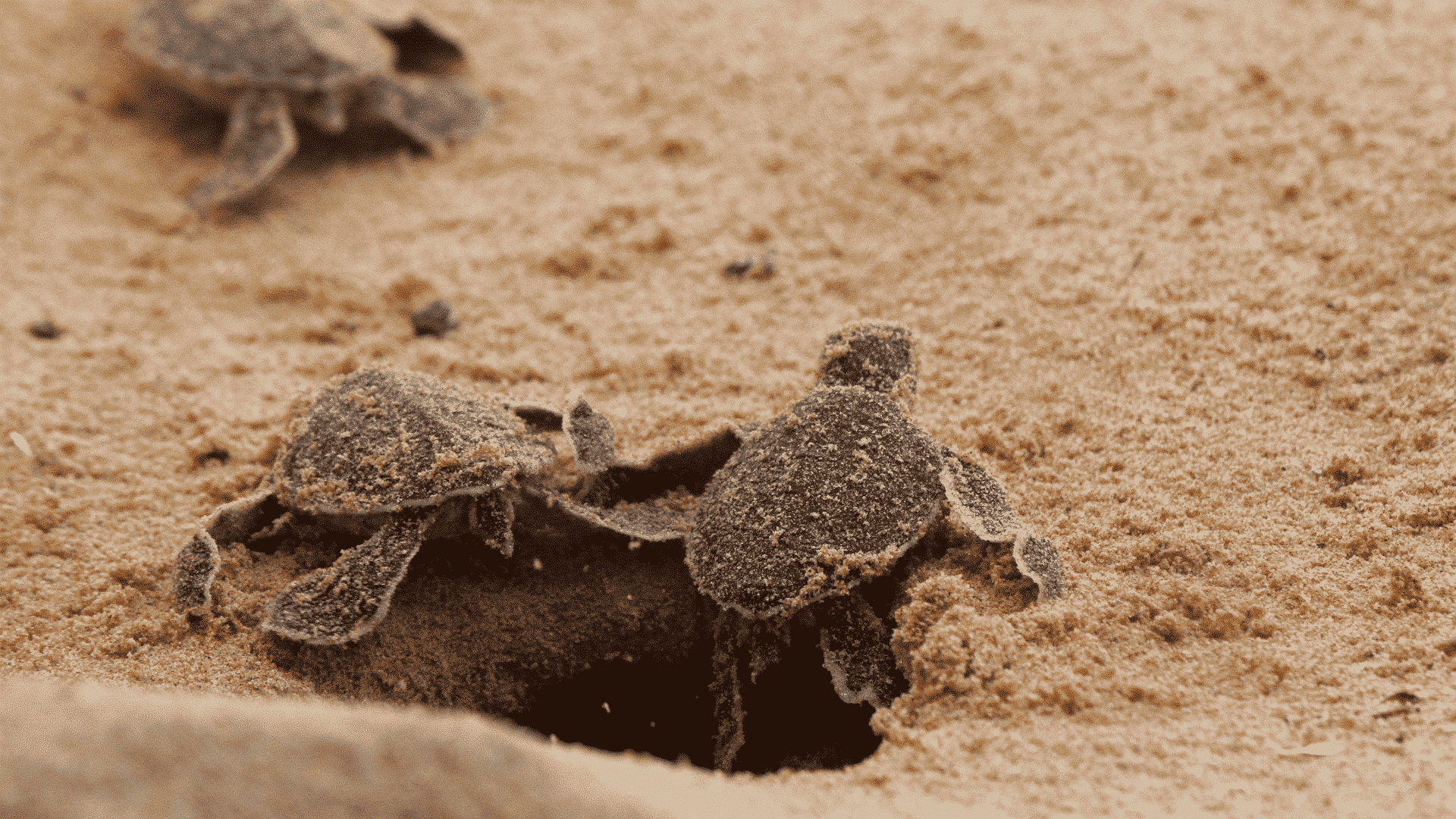 Sea Turtles in Sri Lanka