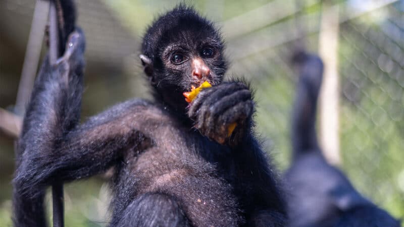 Rainforest Conservation in Peru for Teenagers - Image 6