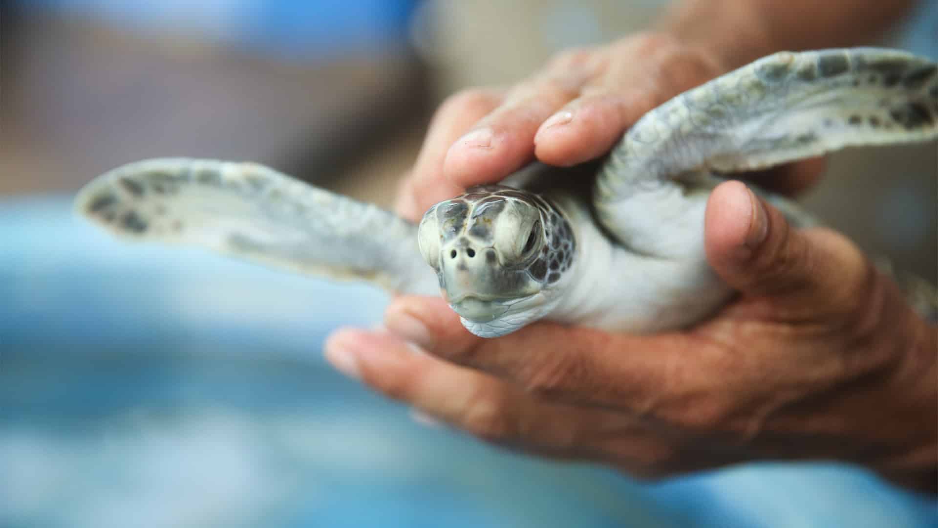 Turtle in Sri Lanka