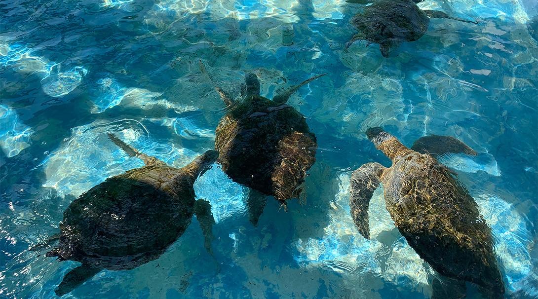 Care for sea turtles and clean turtle tanks