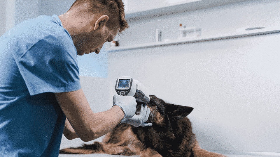 Veterinary in Sri Lanka
