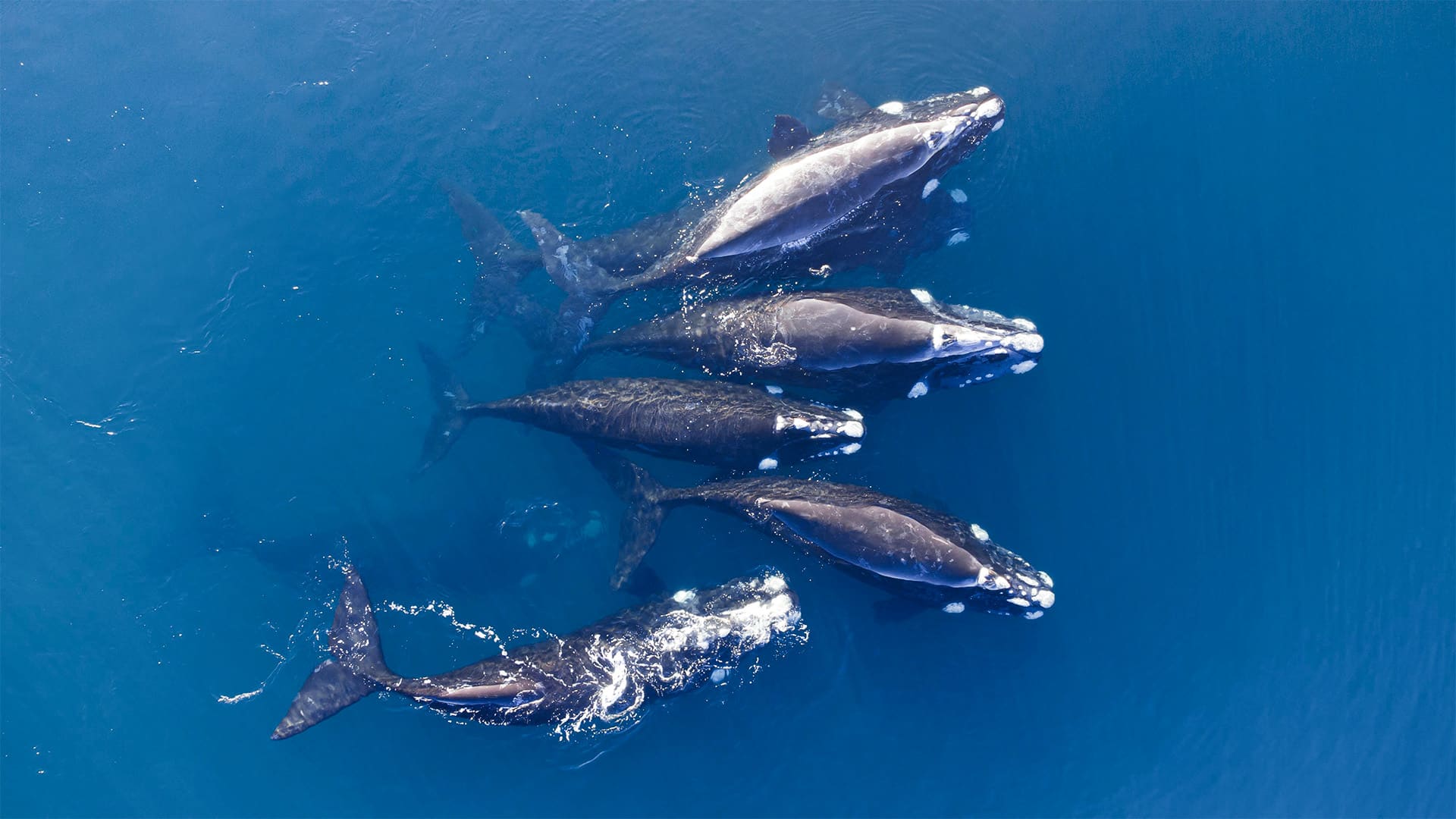 Whales From Above Argentina