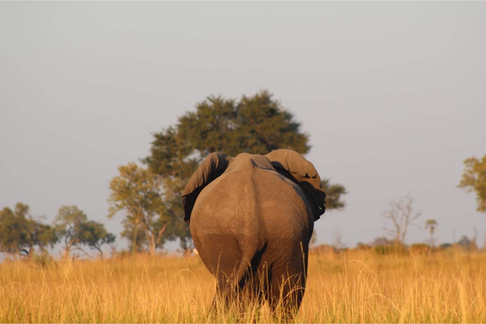Volunteering with Animals in Botswana for Over 50s - Image 3