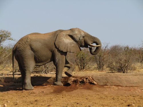 Volunteer with elephants in Botswana