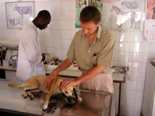 A volunteer helps out with a dogs examination in a veterinary clinic during his Veterinary Medicine work experience in Ghana.