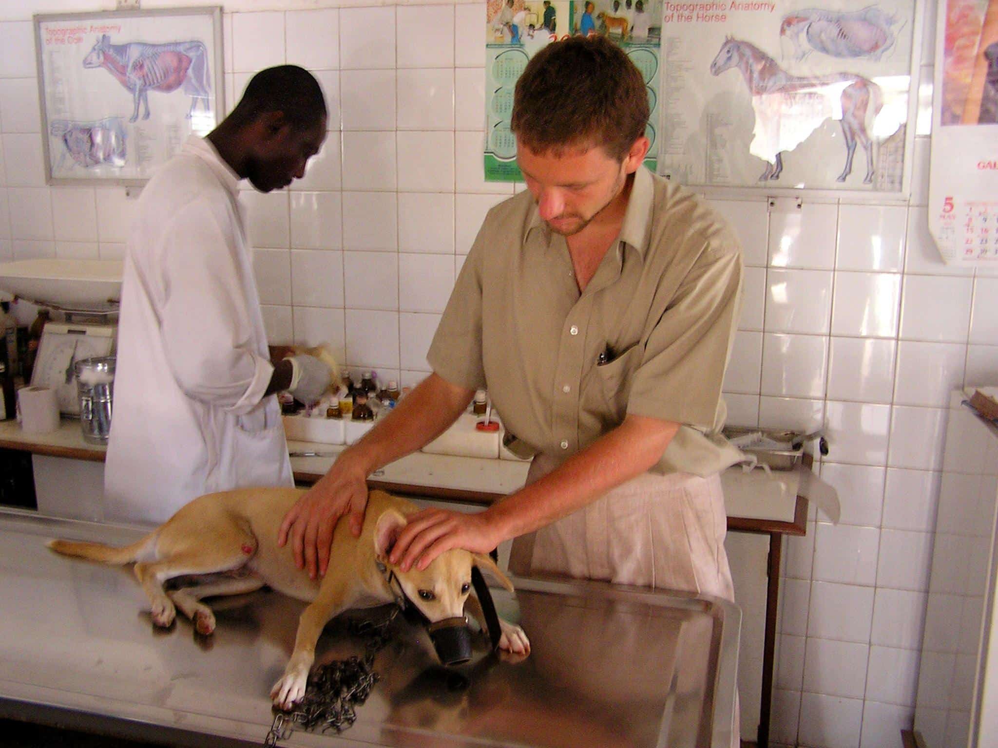 A volunteer helps out with a dogs examination in a veterinary clinic during his Veterinary Medicine work experience in Ghana.