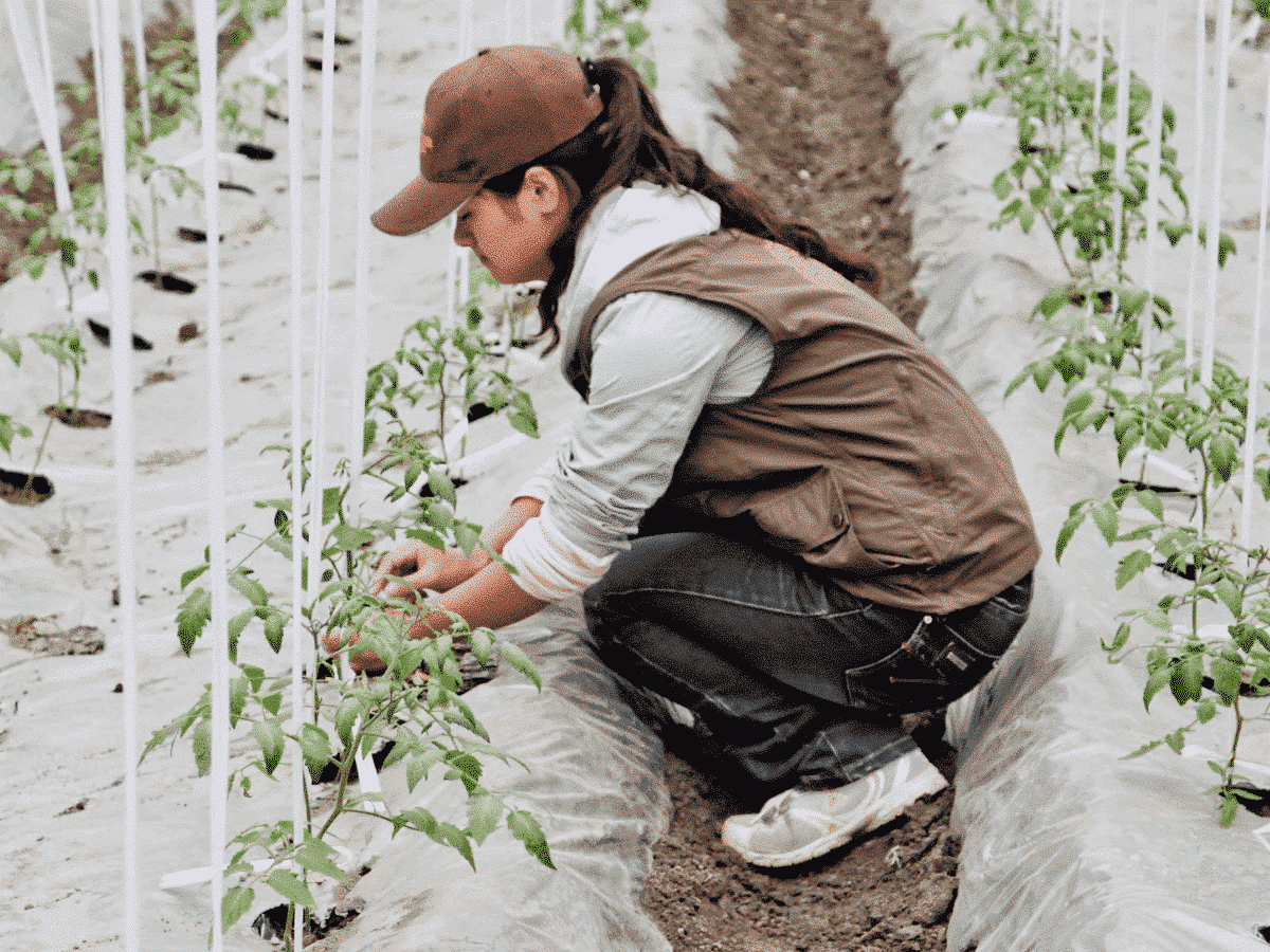 Ghana – Volunteer planting