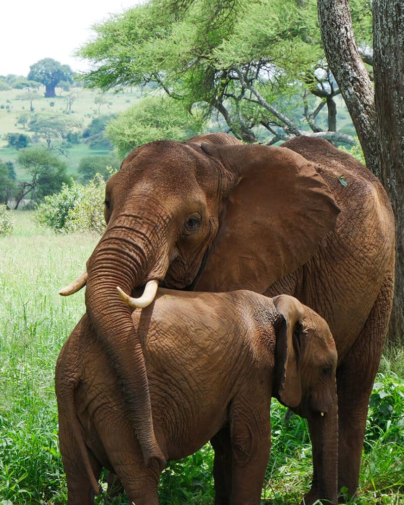 Wildlife
