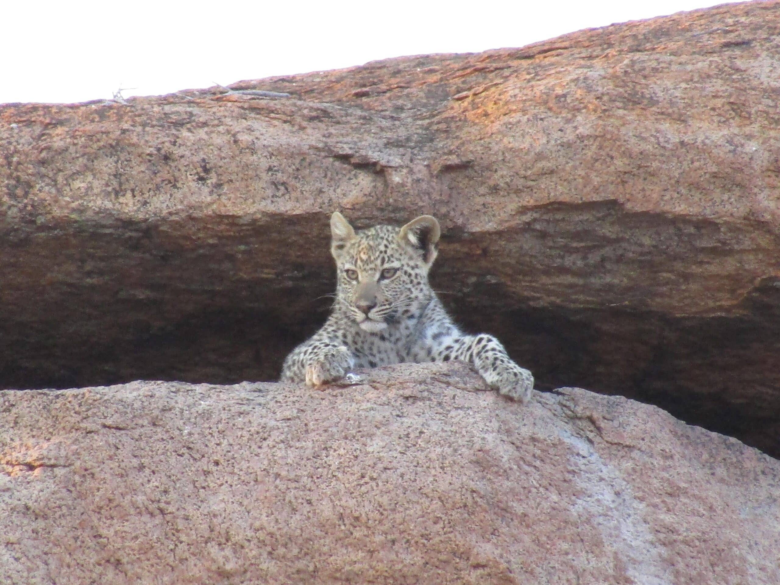 Volunteer with animals like cheetahs in Botswana