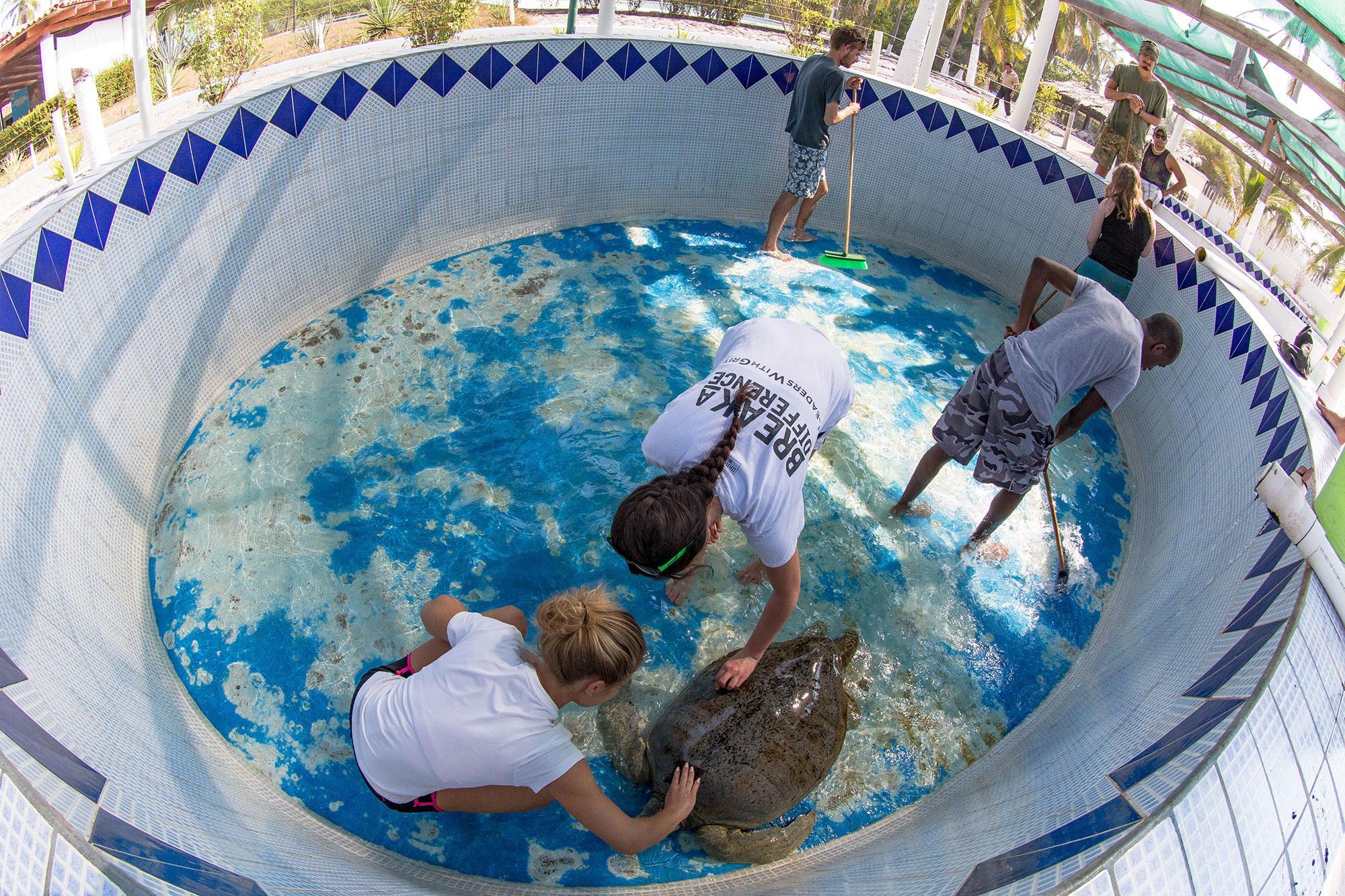 Projects Abroad Conservation volunteers in Mexico team up to clean a turtle and its tank.