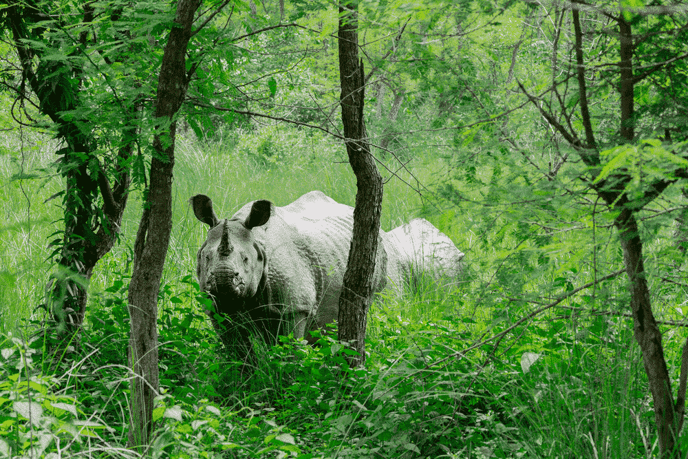 Greater one-horned rhino in Nepal