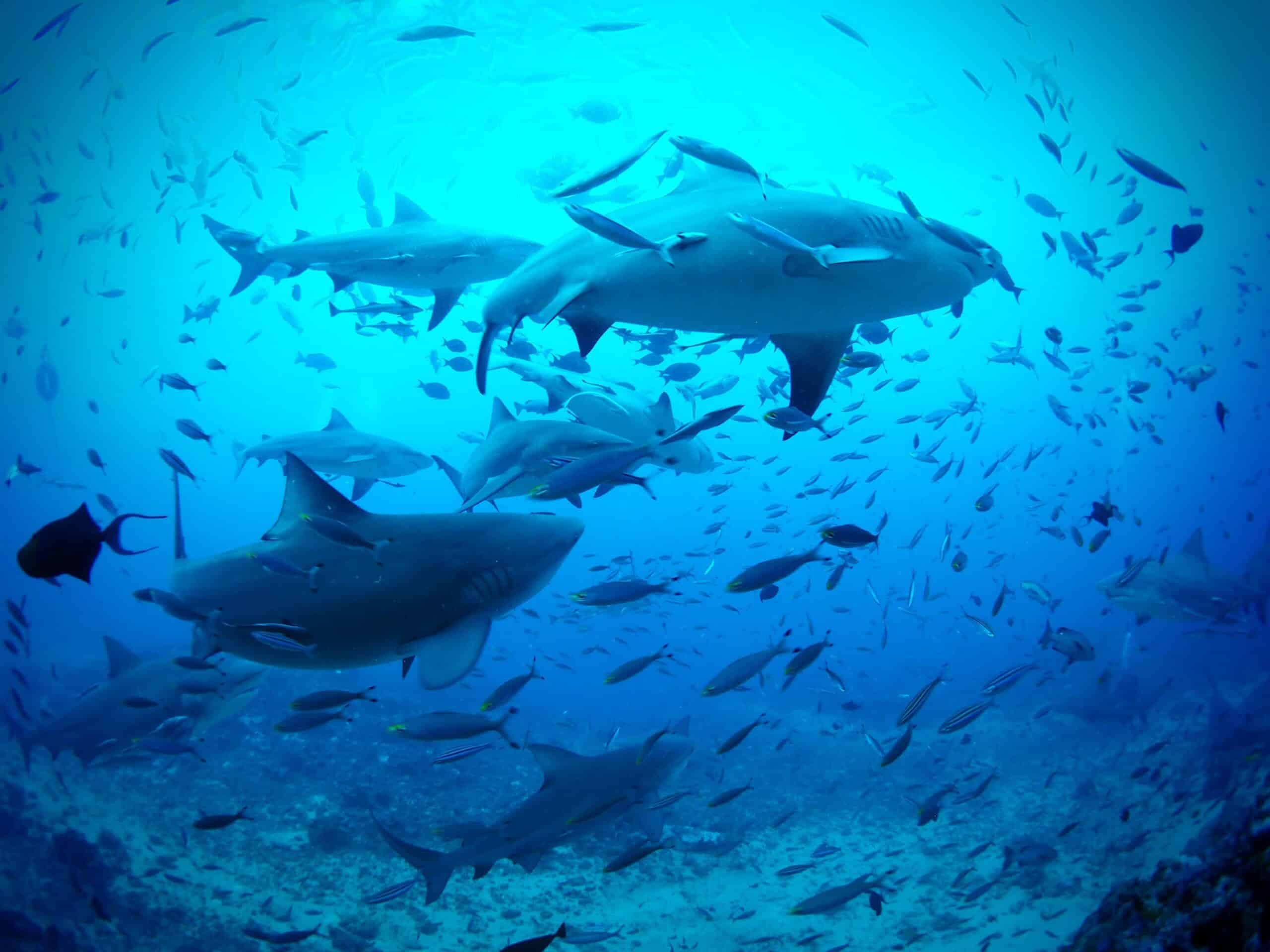 Best marine conservation volunteer projects in 2025