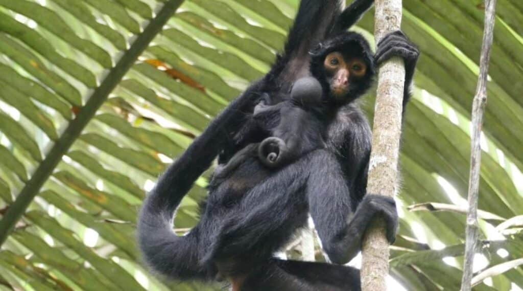 monkey-peru-product-61f3ea0fd67c6.[1090]