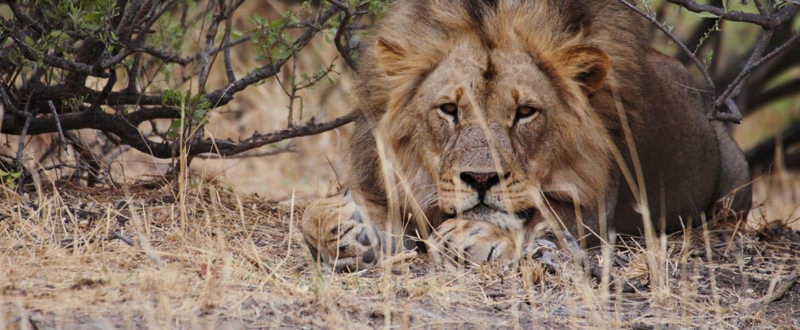 On a wildlife conservation project in Africa, volunteers in Botswana spot big cats resting during a monitoring session.