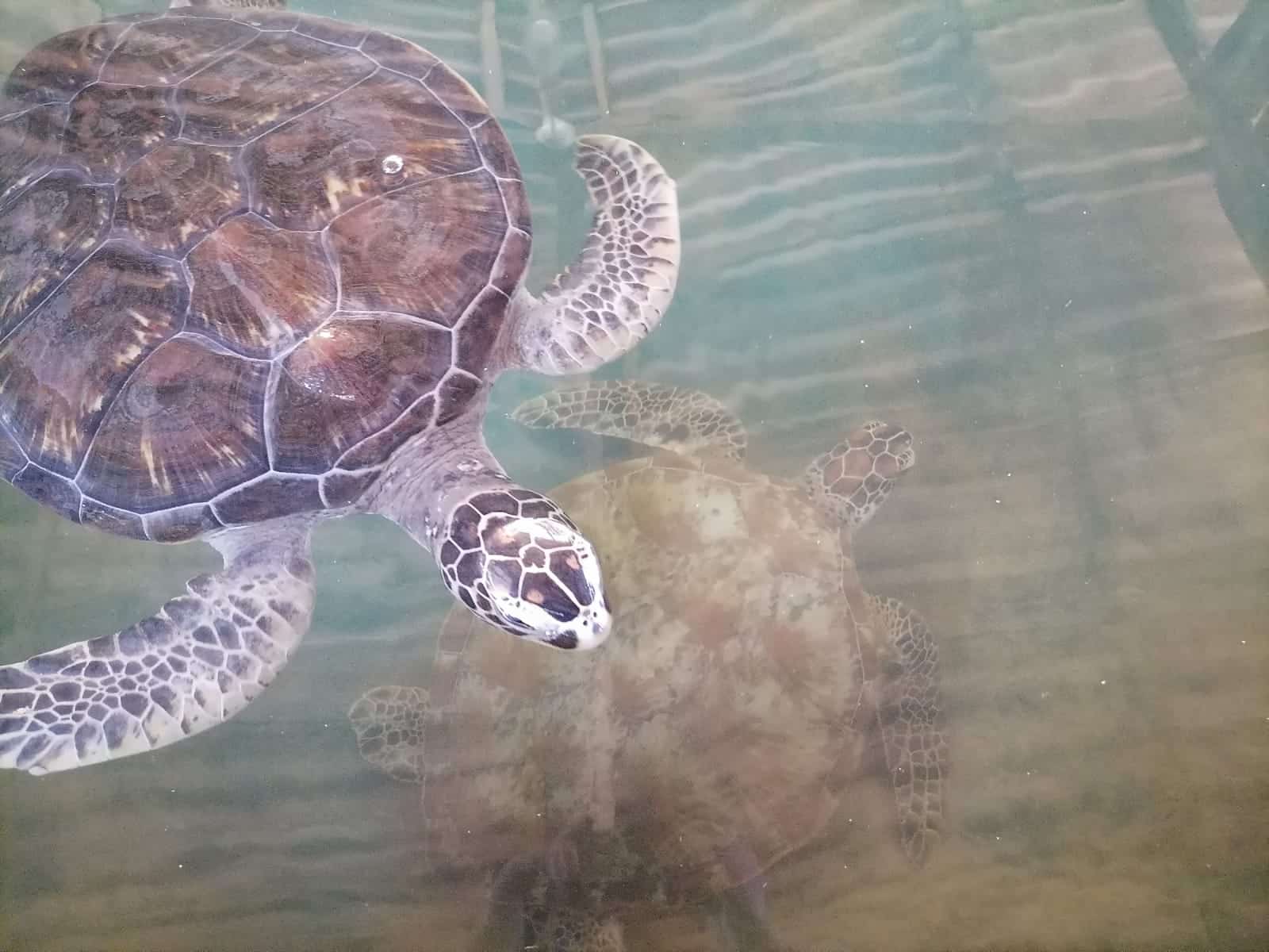 Protect sea turtles and their eggs