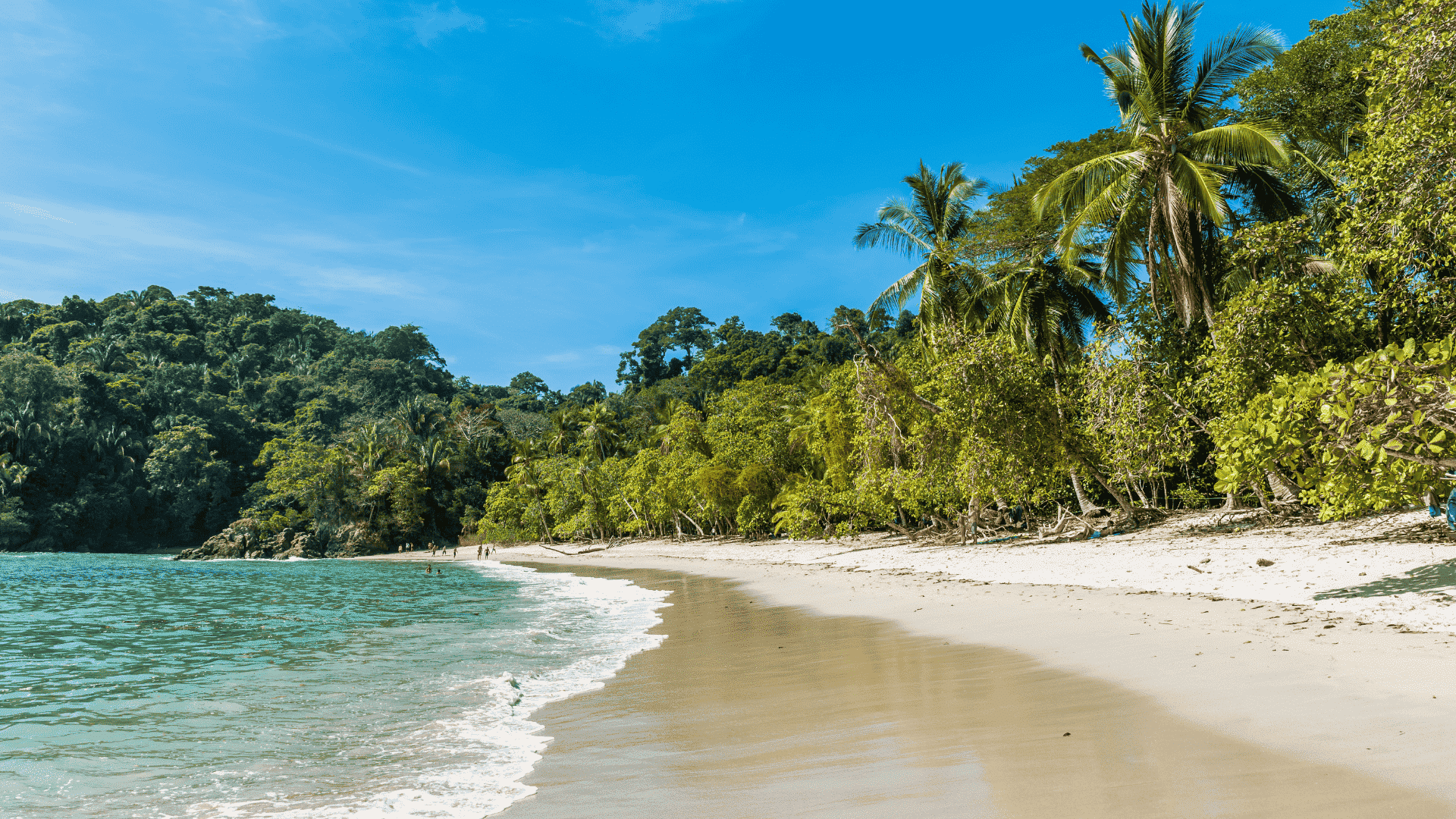 Sea Turtle, Monkey & Wildlife Conservation in Costa Rica for Teenagers - Image 2