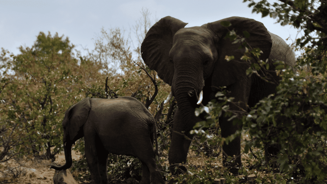 An elephant and its calf wander to the outskirts of our camp