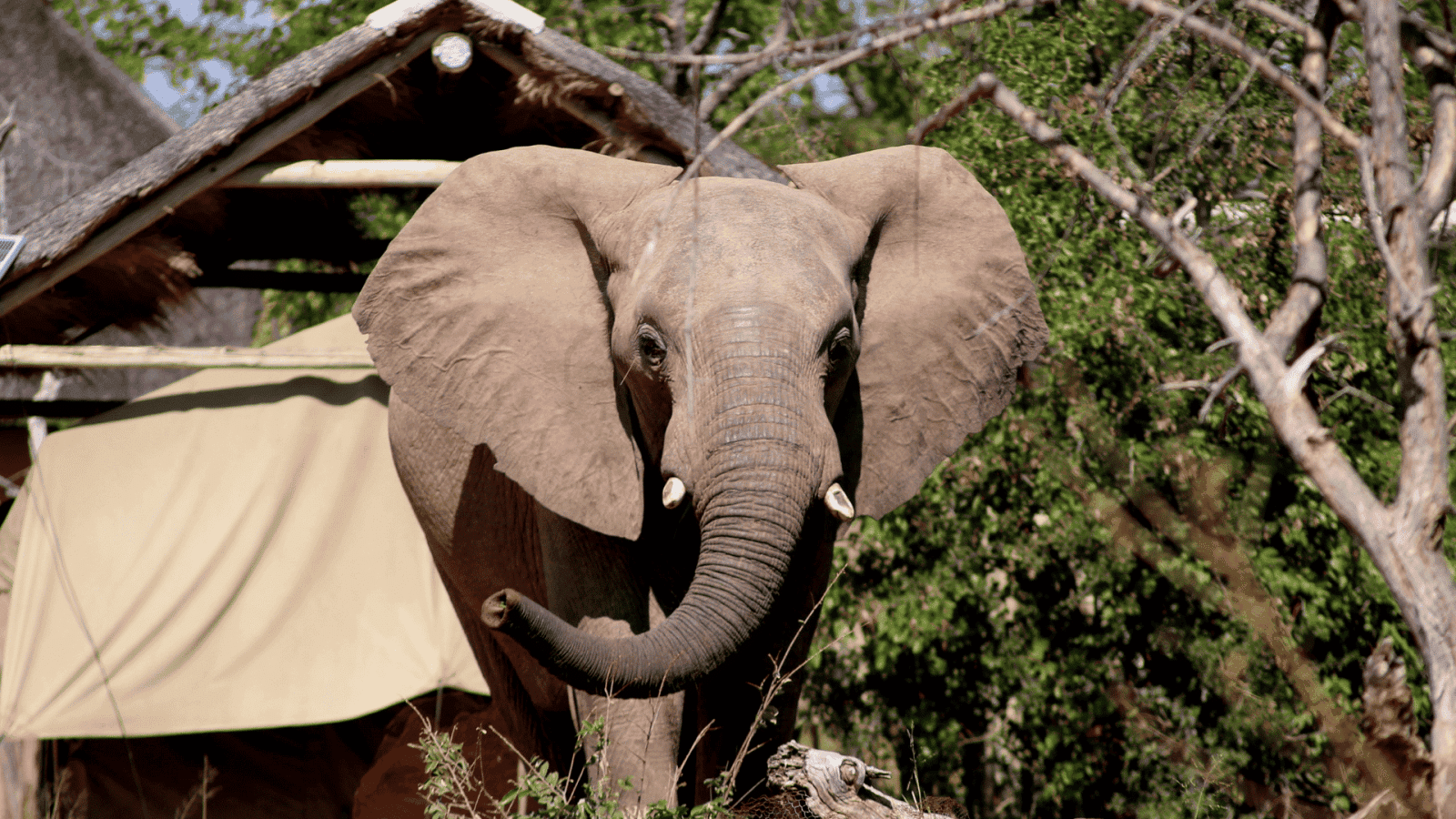 Ditch the Devices, Discover Botswana: A Teen Wildlife Adventure