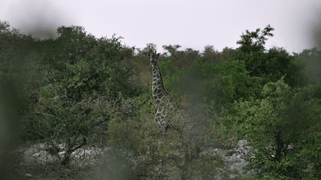 A giraffe is photographed by a participant near our camp