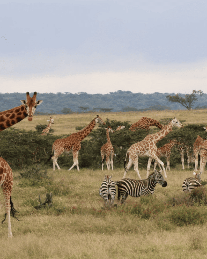 Kenya